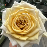 Spoiler Rose